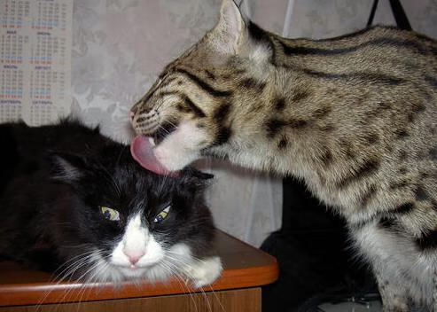 中国女篮三分球命中率稳定 成胜负关键因素,女篮三分线多少米