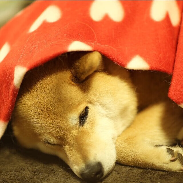 中超联赛中国女足战平 技术水平持续稳定,中超球队女足