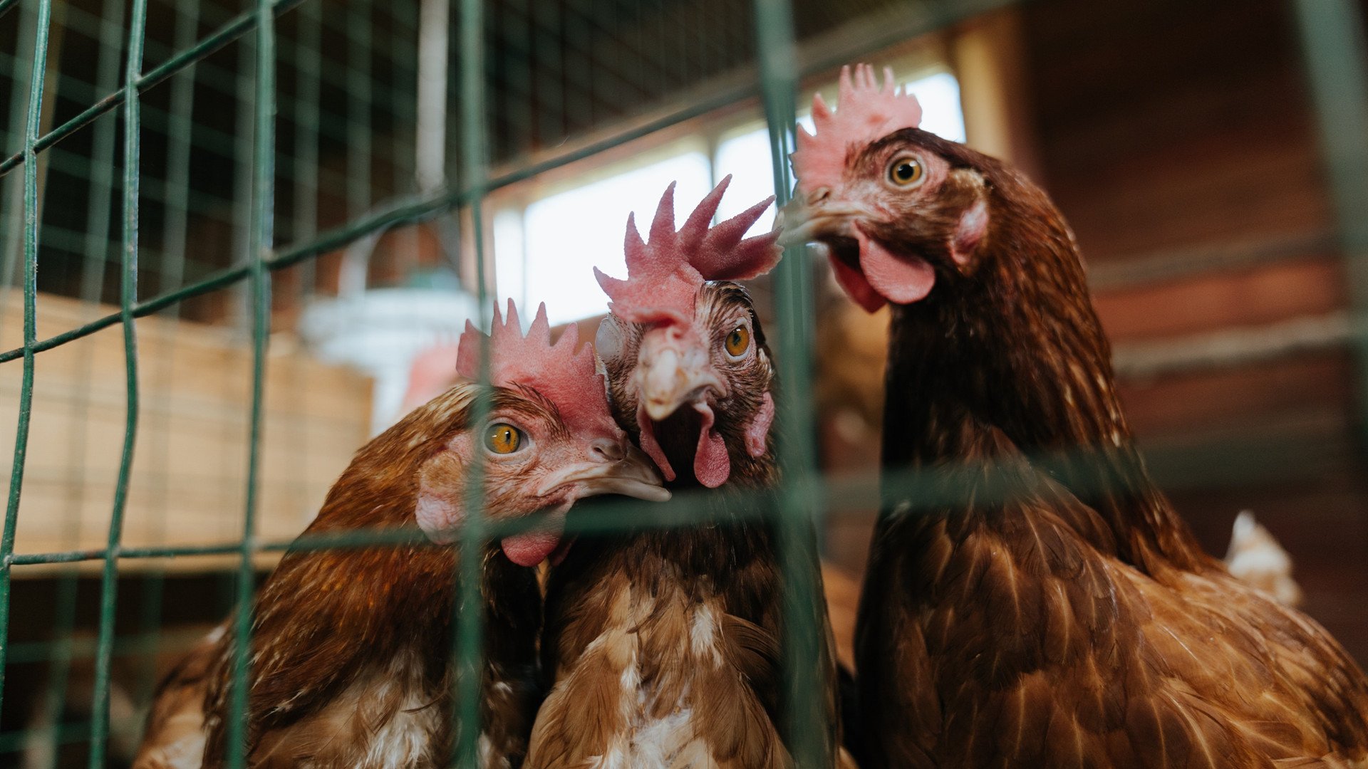 国际比赛赛制重塑,增加团体赛环节,国际比赛项目