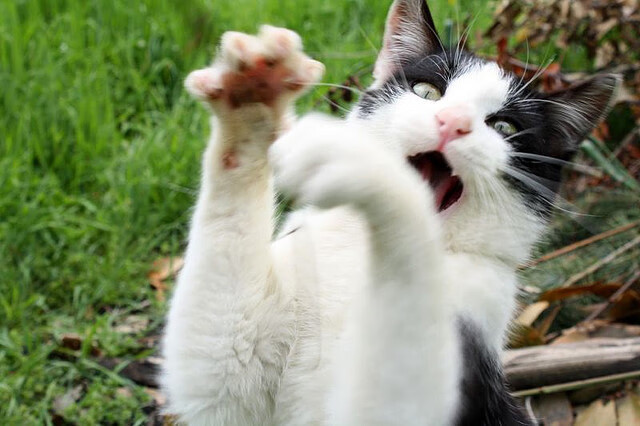 水晶宫主打边路速度形成压制,水晶宫队