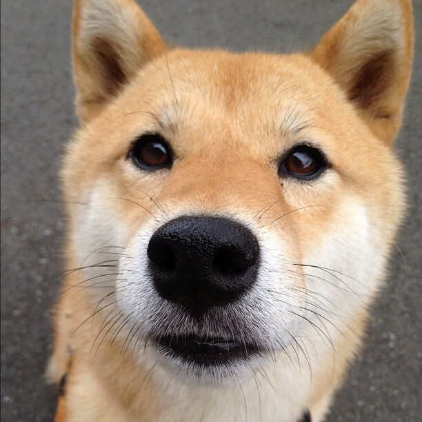 职业联赛主客场制度执行存在漏洞,主客场与赛会制