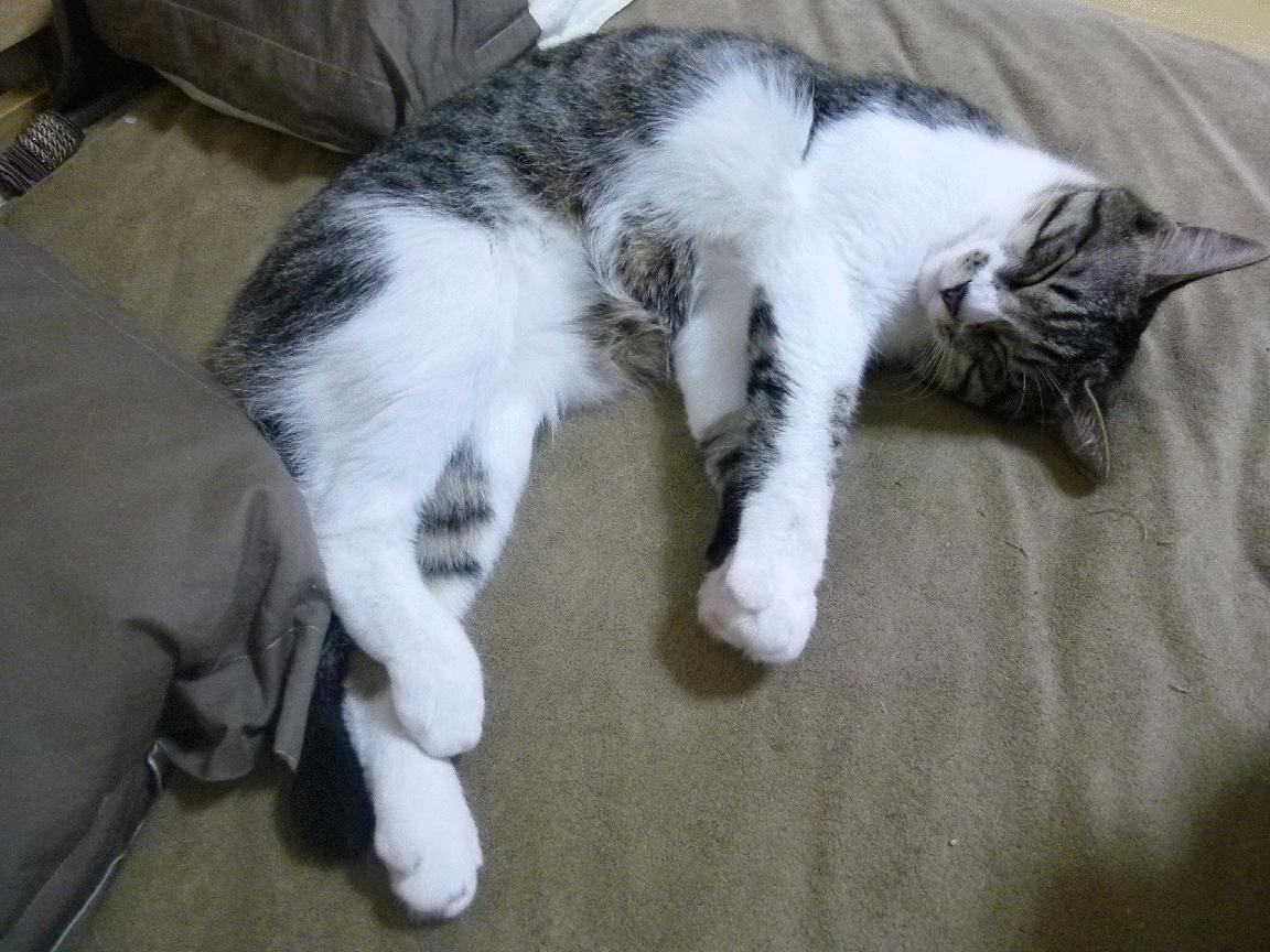 C罗新纪录被国际媒体广泛报道,c罗各种记录