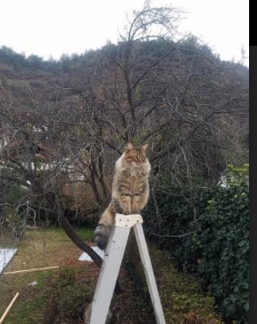 九游（jiuyou.com）游戏-保利娜·普费夫赛场风采尽显未来潜力，保加利亚普罗夫迪夫音乐舞蹈学院