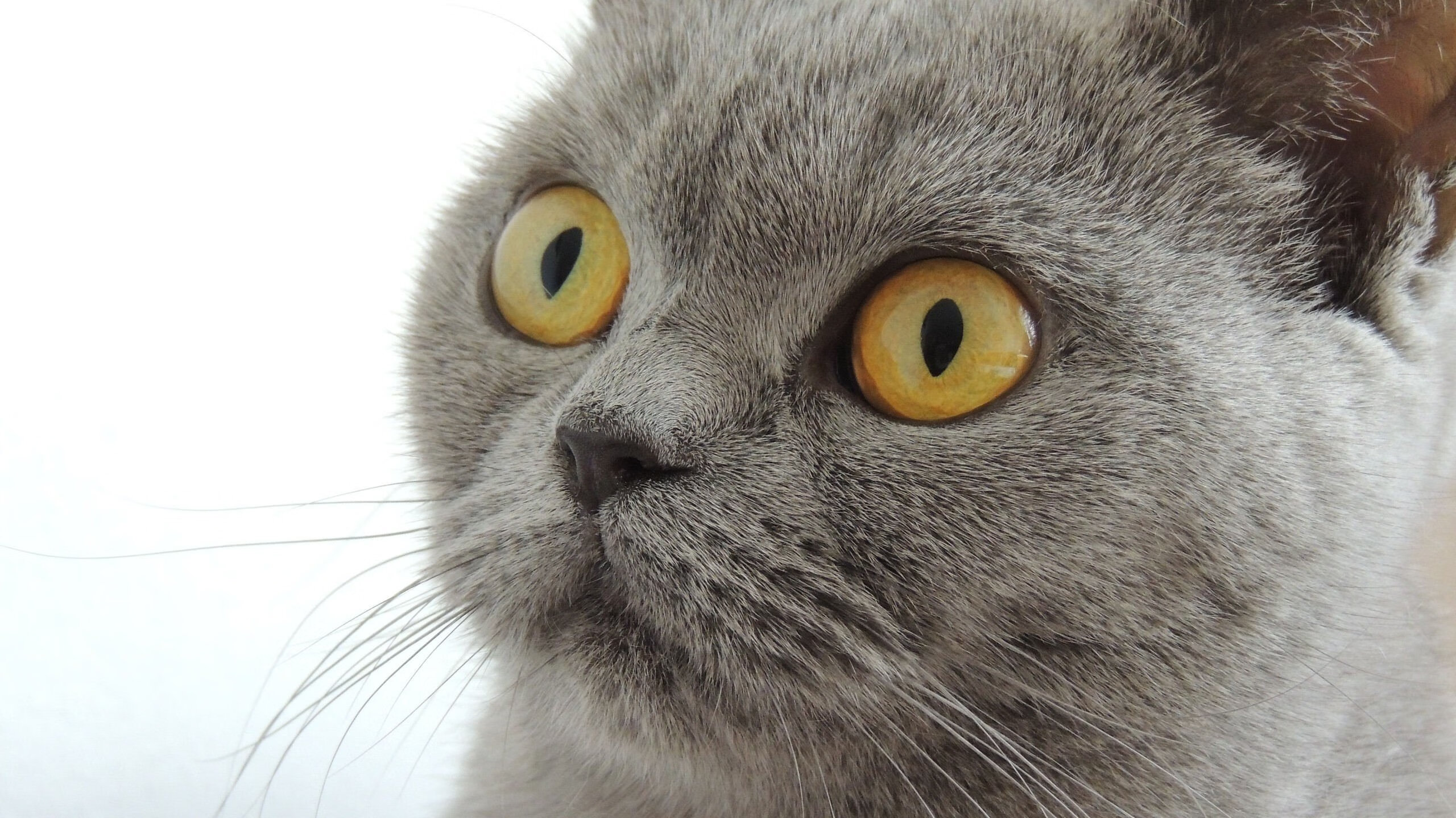 九游游戏中心官网-意甲刀锋突袭：瞬间破门定格经典瞬间，刀锋意志百科