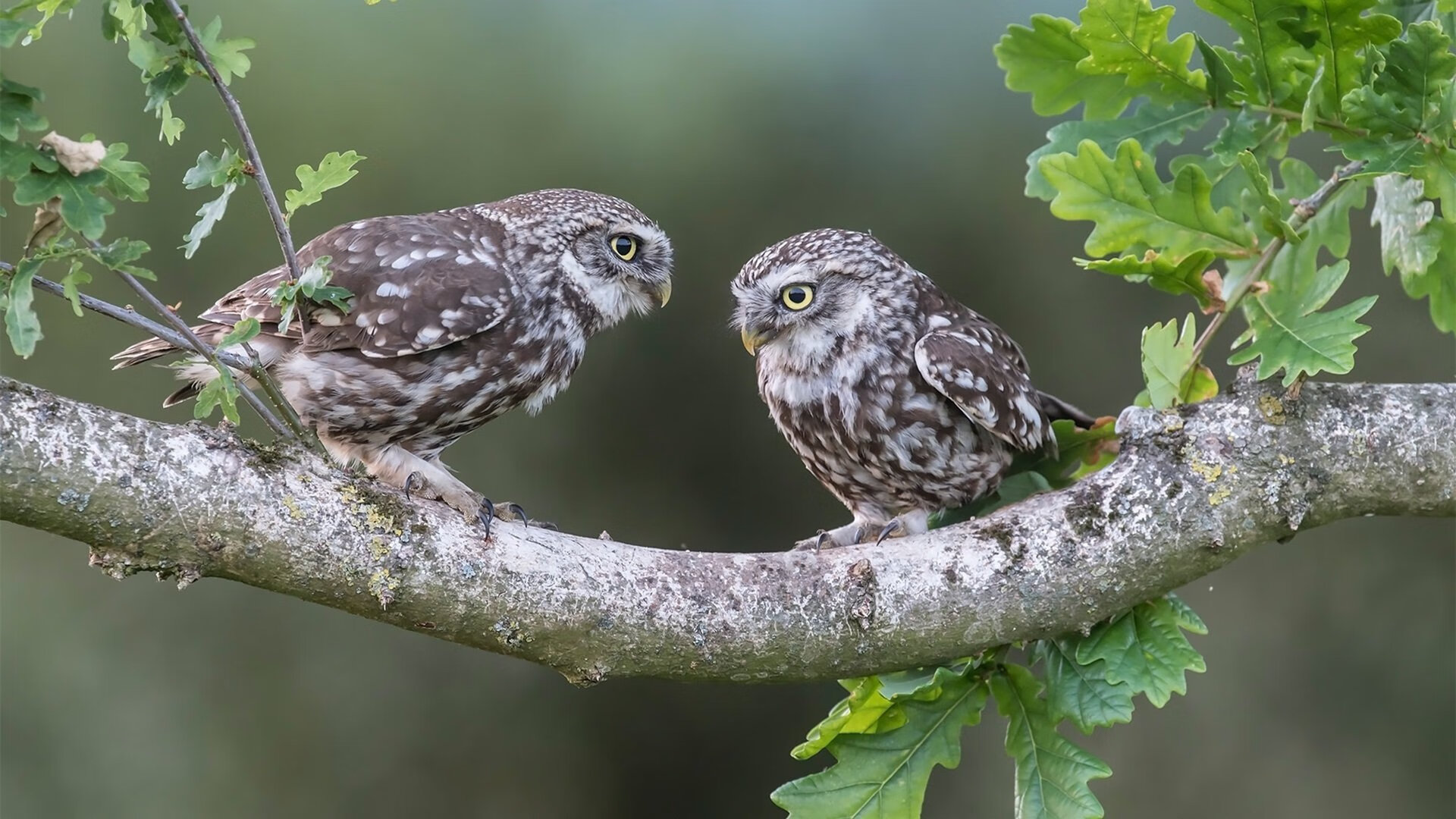 未来足球场馆智能化程度提升,自动化管理成为趋势,足球场馆建设
