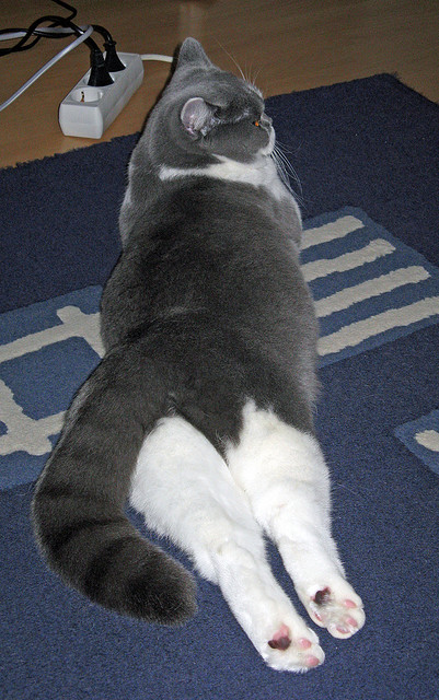 九游app下载中心-查默斯冲刺阶段技压群雄，查尔莫斯得分