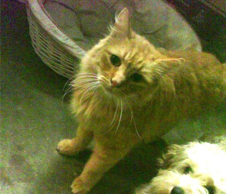 九游娱乐(jiuyou)官网-水球淘汰赛比利时沉着应战，水球 决赛