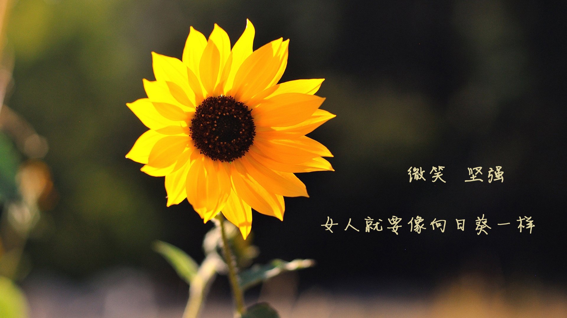 科尔博用坚持与努力书写辉煌篇章,科博莱尔