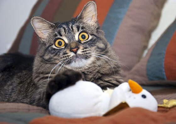 荷兰队在国际赛场继续保持优异成绩