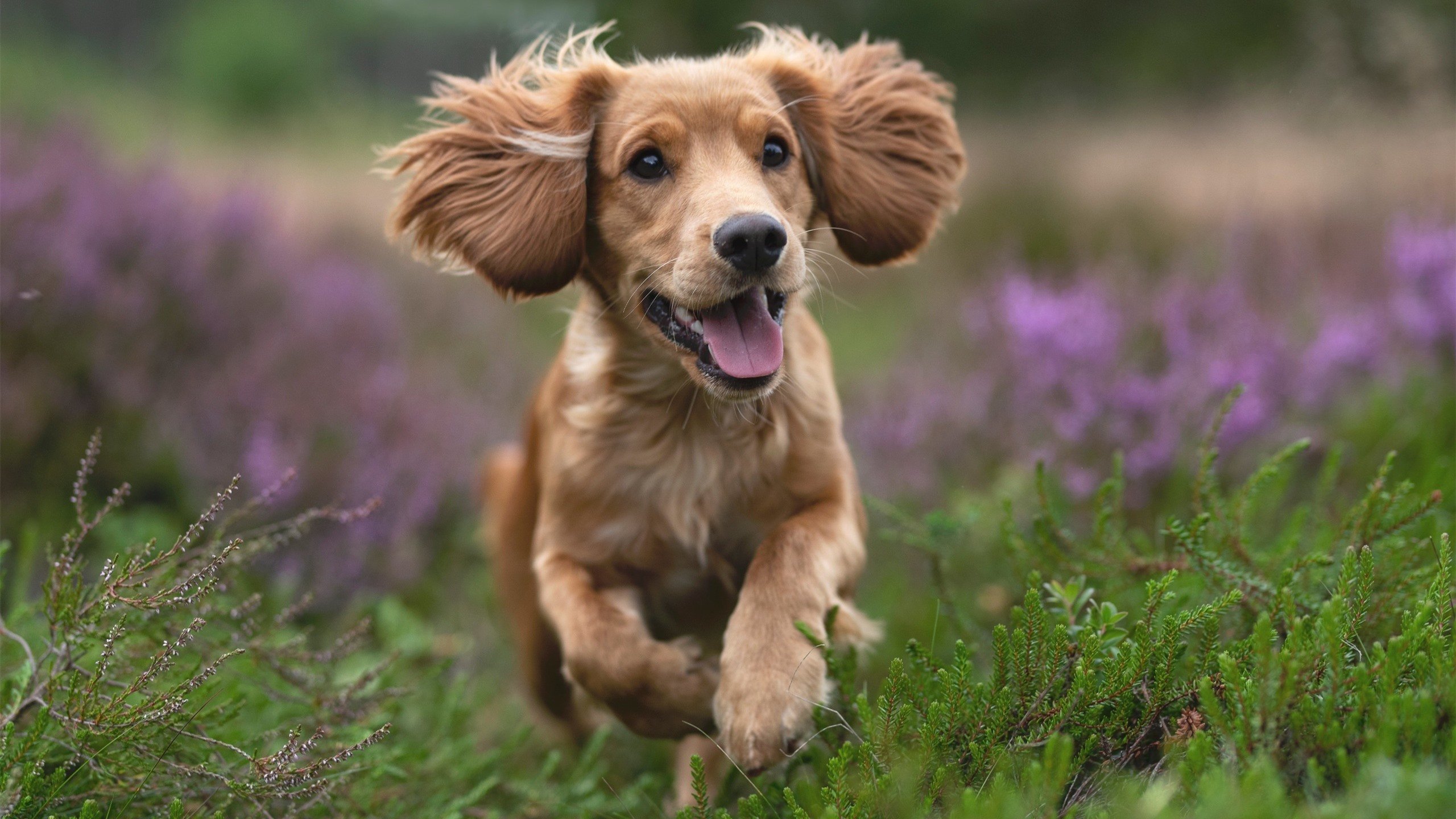 九游用户空间-跑步爱好者盛会 城市马拉松热力开跑，城市马拉松热的现象分析