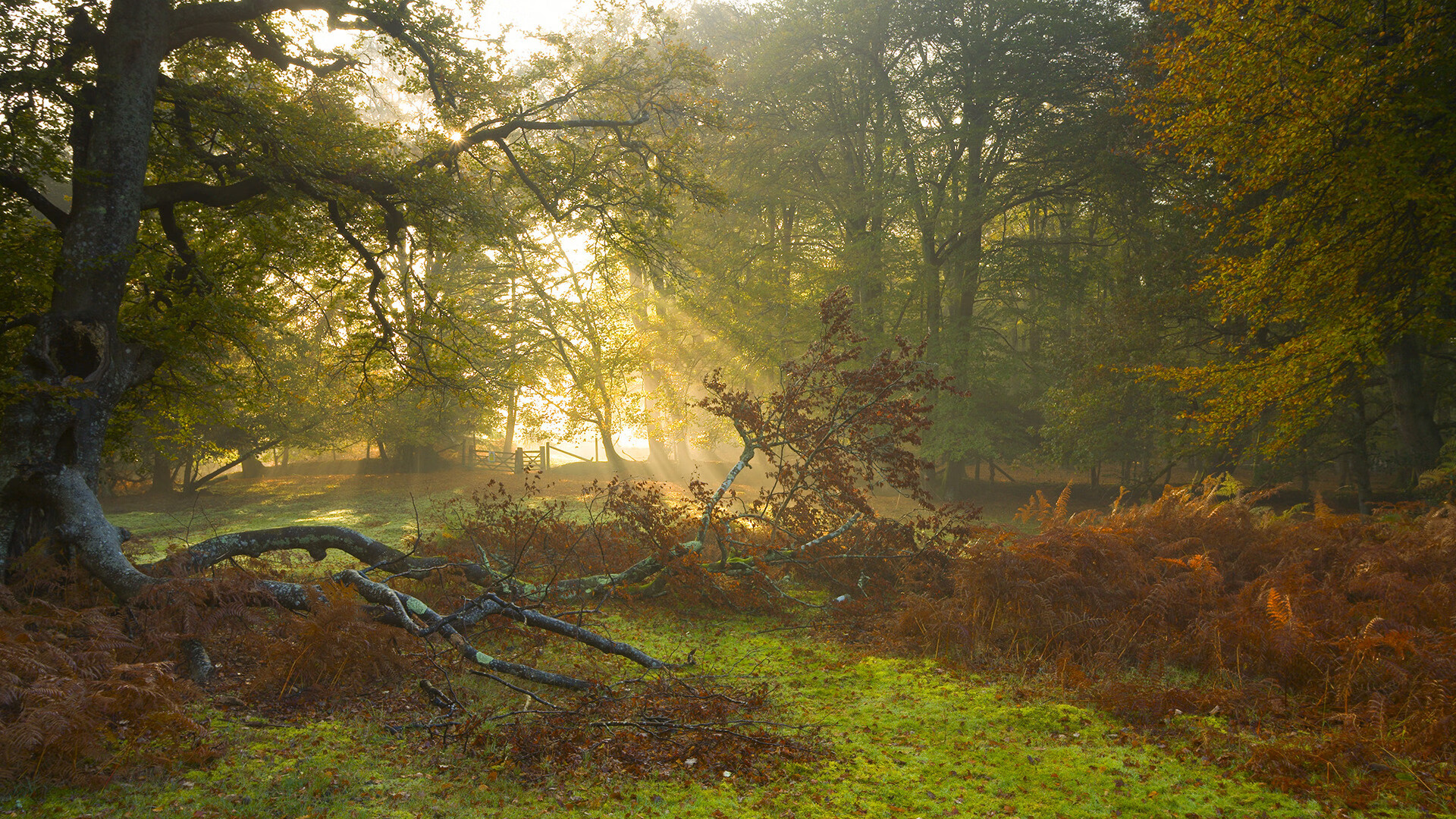 跳水环节摩纳哥表现出彩,摩纳哥潜水